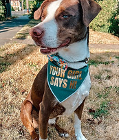 a dog wearing a green bandana that says "Your Girl Says Hi"