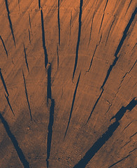 Wood Texture Closeup