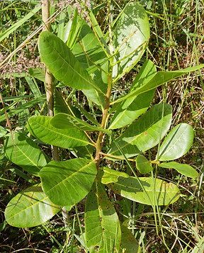 Anacardium ocidentale-min.JPG