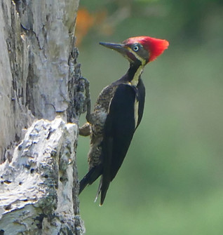 Dryocopus lineatus.JPG