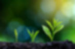 development-seedling-growth-planting-seedlings-young-plant-morning-light.jpg