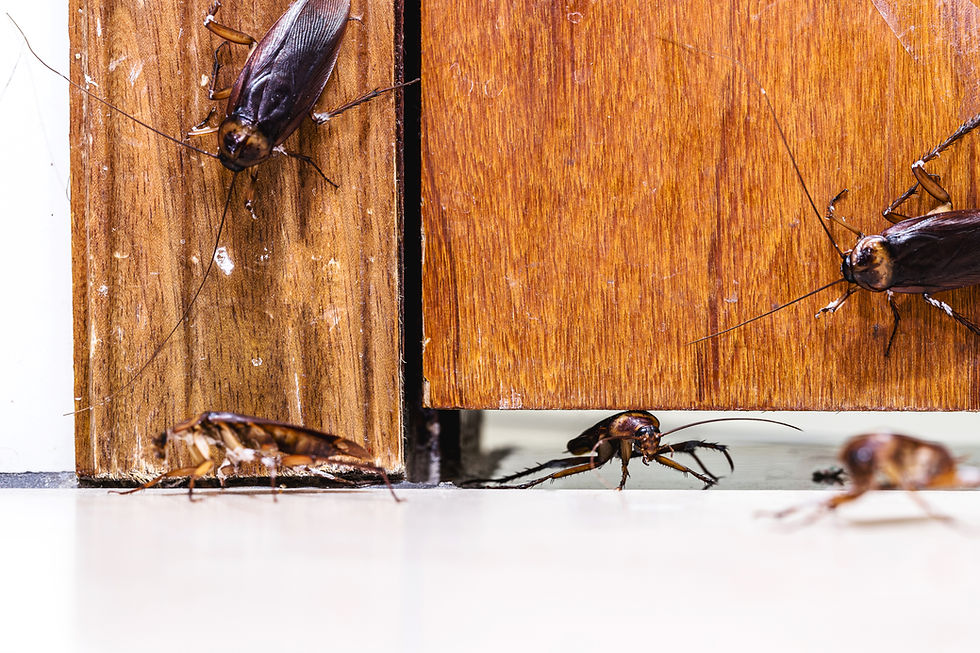 many-cockroaches-entering-house-door-insects-invading-house-through-crack-door.jpg