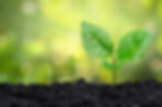 tree-sapling-hand-planting-sprout-soil-with-sunset-close-up-male-hand-planting-young-tree-
