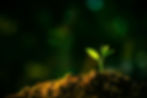 seeding-are-growing-soil-with-backdrop-sunlight.jpg