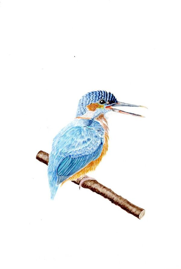 15cm square greeting card with image of Kingfisher