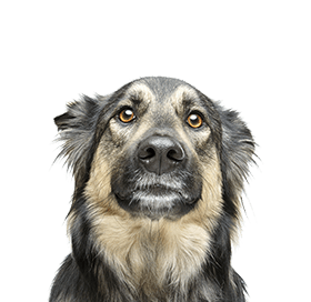 dogfacebg1-1.png