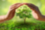 hands-protecting-trees-world-environment-day-concept.jpg