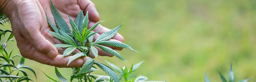Herbal_BG.jpg_resize=1024,328&ssl=1.jpg