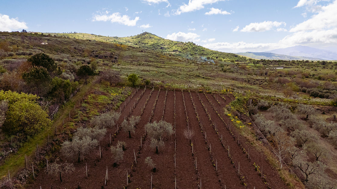 la Vigna di VignaVasta a Contrada Tartaraci