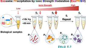 [134] ACS Appl. Mater. Interfaces, 15, 49, 56807–56819 (2023)