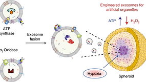 [117] Nature Catalysis, 4, 763-774 (2021)