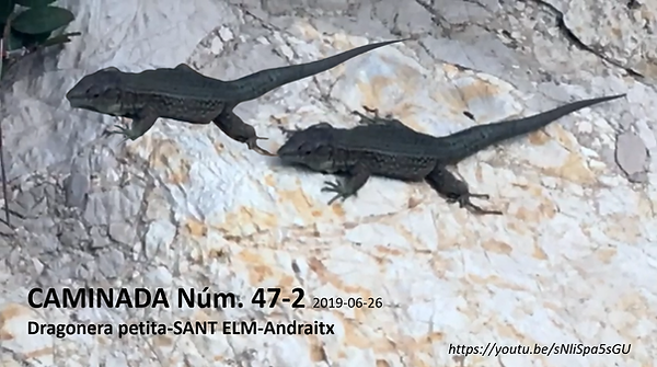 Caminada núm. 47.2.png