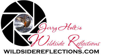 Wildside Reflections Logo