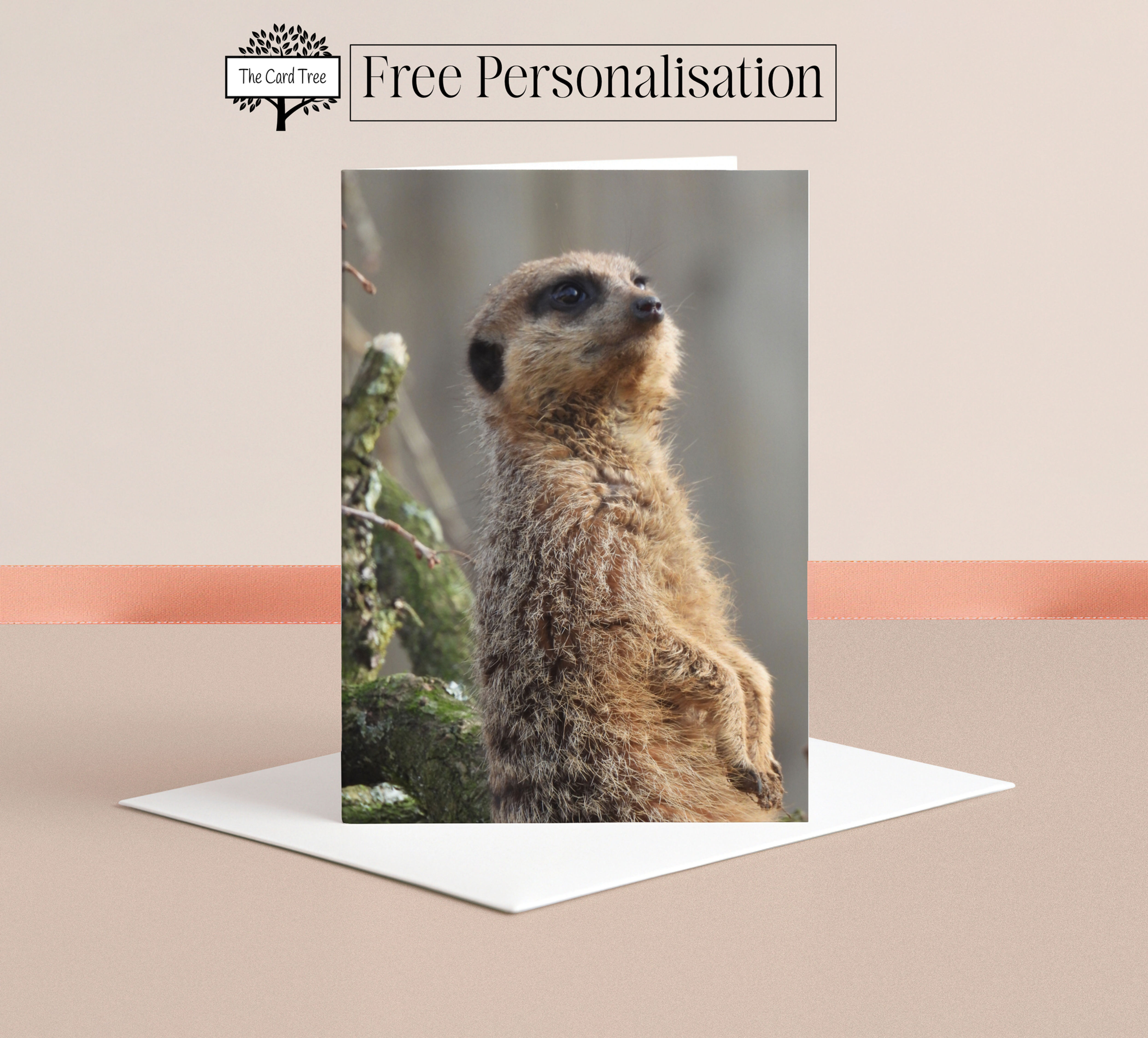 Meerkat
