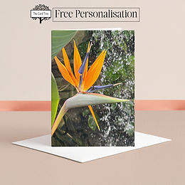 Bird of Paradise