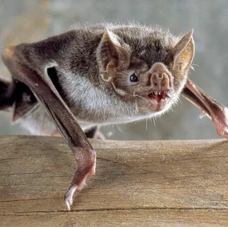 Debaixo da Pele: Como a anatomia nos une a outros Animais