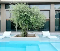 tree planted next to a swimming pool
