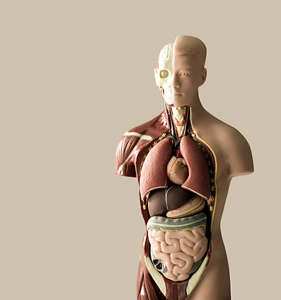Torso Anschauungsobjekt für die inneren Organe