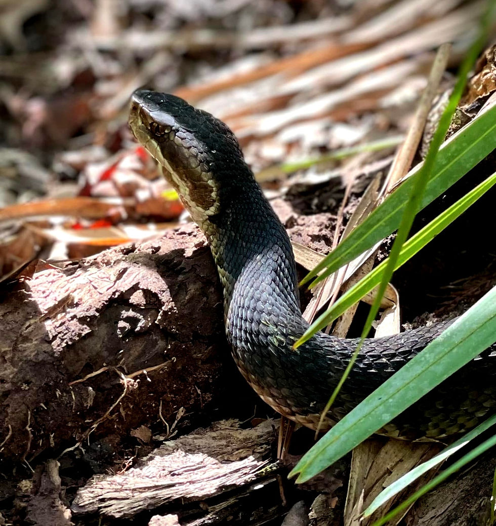 Native Venomous Neighbors: