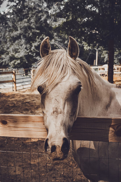 DSC_0264.jpeg