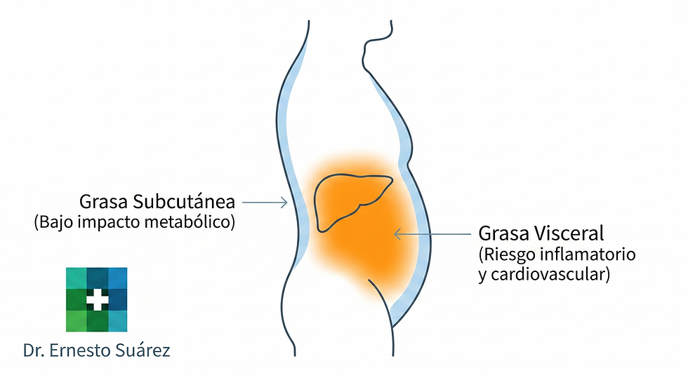 La grasa visceral es la que aumenta principalmente el riesgo metabólico y cardiovascular.