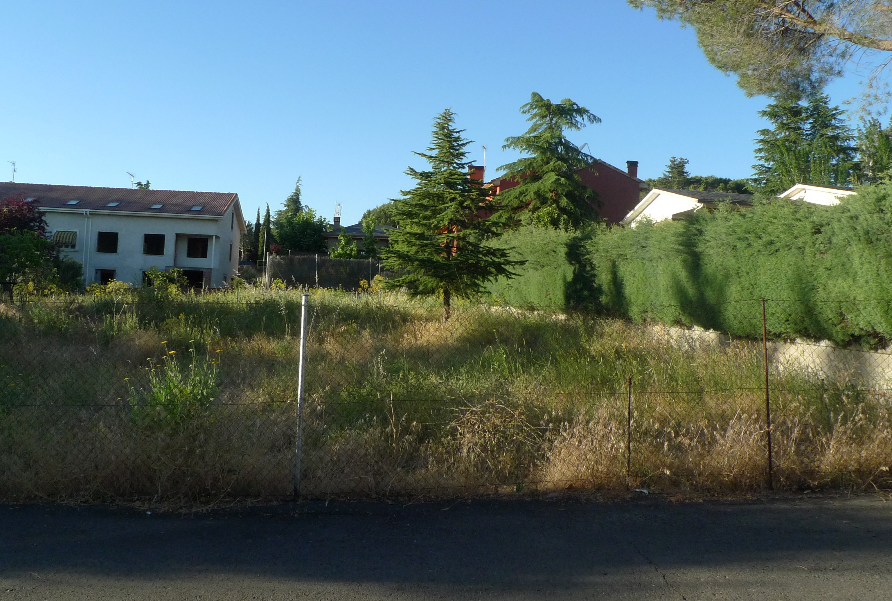 arbol