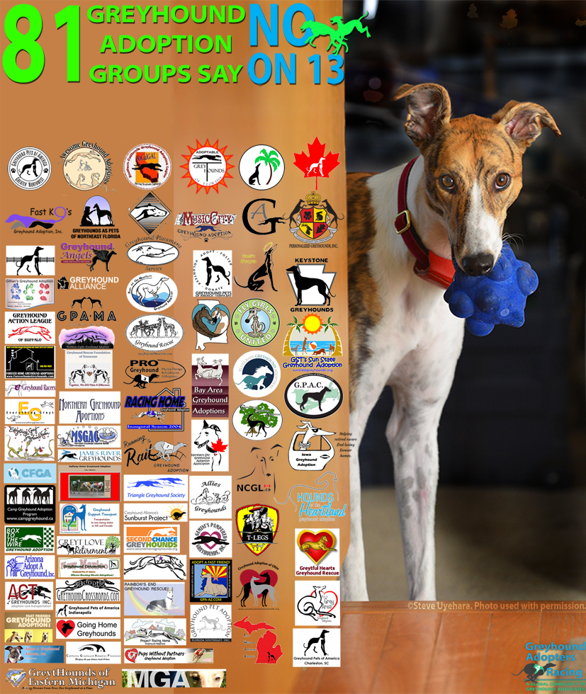 paws on the mountain greyhound adoption