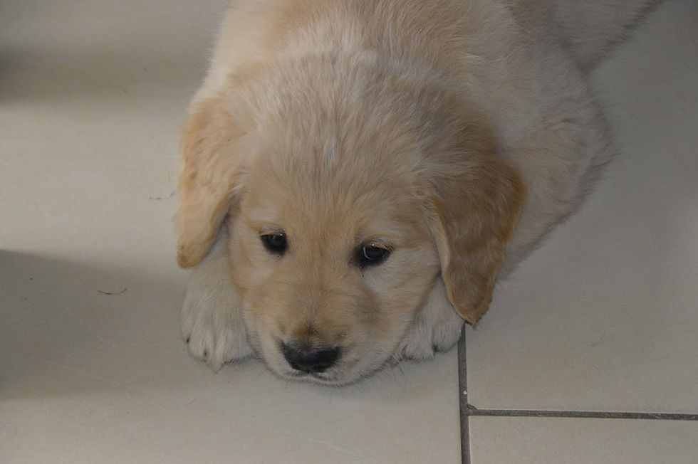 Pup2.JPG