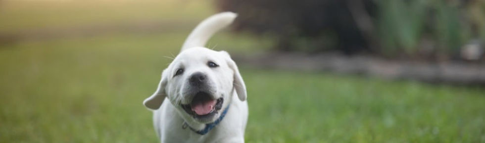 pup3_edited.jpg