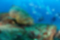 divers and fish