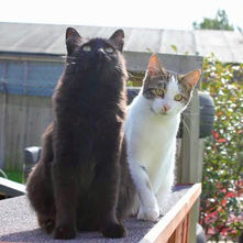 Lola's Sanctuary Animal Rescue, UK