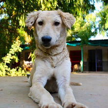 Animal Aid Unlimited, India