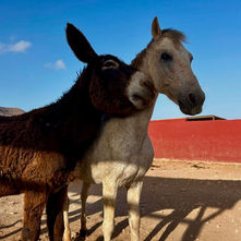 The Animal Academy, Fuerteventura
