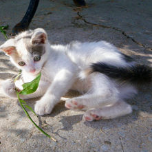 Care for Cretan Cats, Greece