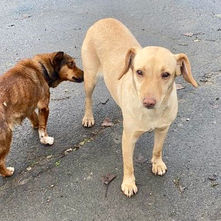 Hungary Hearts Dog Rescue