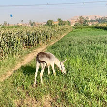 Animal Care in Egypt (ACE) 