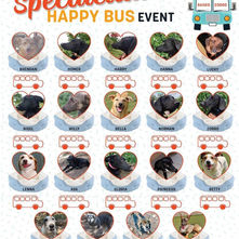 Saving Suffering Strays, Sarejevo