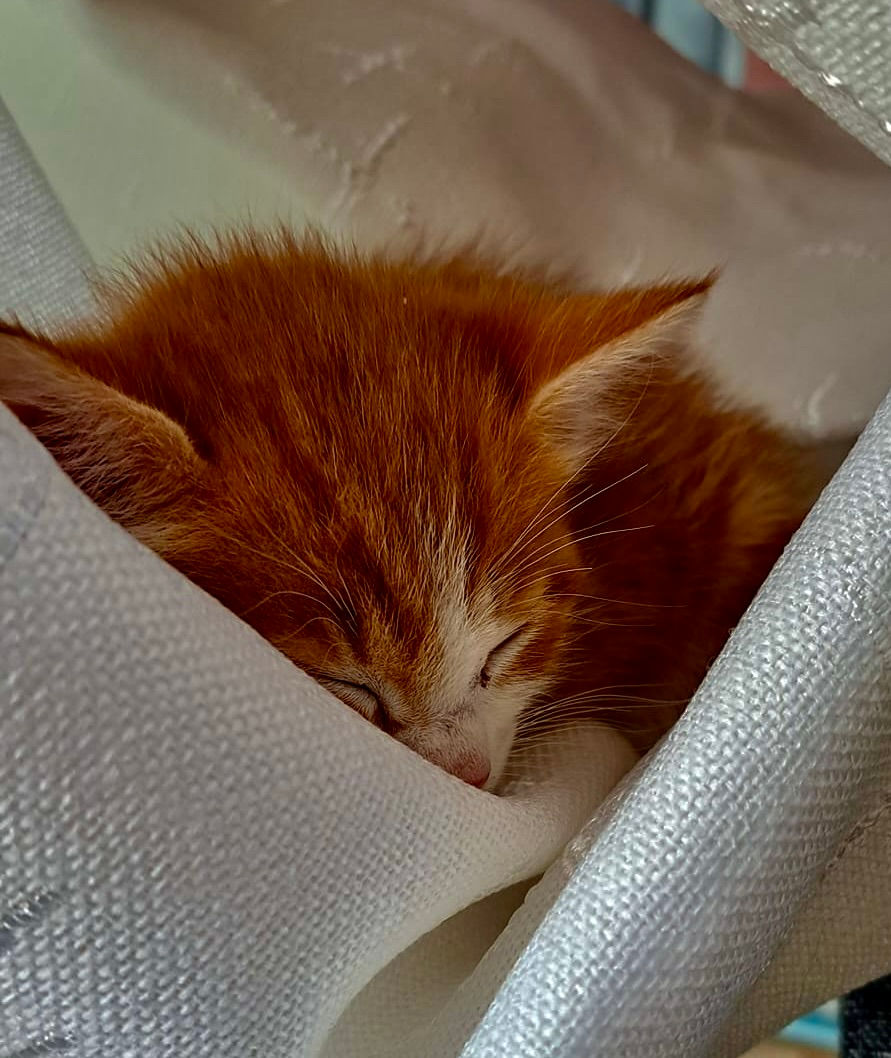 Nairobi Feline Sanctuary