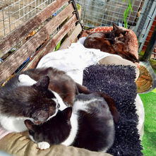 Lowhills Animal Sanctuary, Rugby, UK 