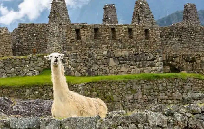 Peru-Machu-Picchu-llama-1200px-1-728x546.jpg.webp