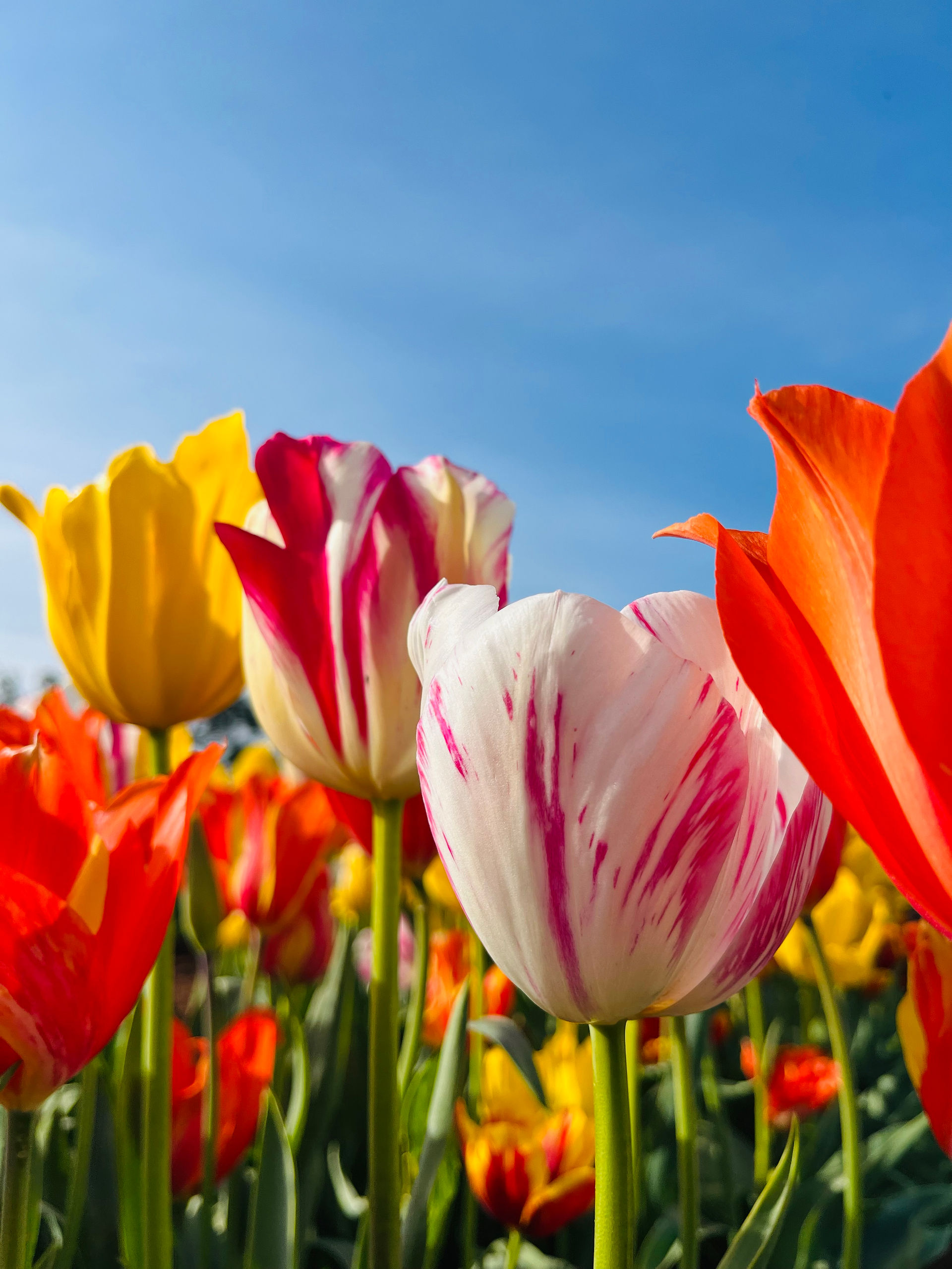 墨爾本春天-鬱金香-tulip-festival
