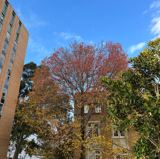 墨爾本大學