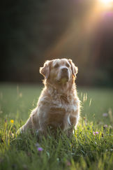 Hundeaufnahmen