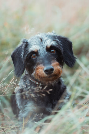 Hundefotografie mit Dackel