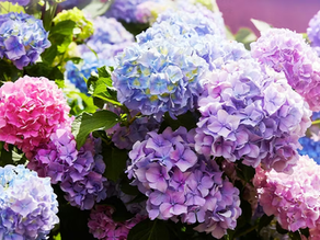 A Science Experiment in Your Own Backyard – Factors Affecting Diverse Hydrangea Colors