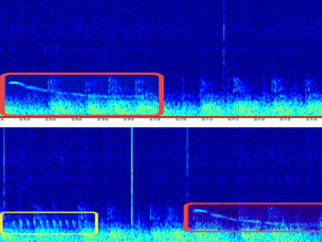 Detections of the Endangered Rice's Whale in the GOM from and Autonomous Glider