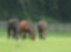 equine retirement farm 19.JPG