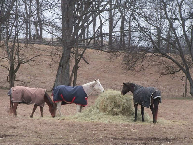 King, Moe and Hemi