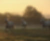 equine retirement farm 75.JPG
