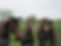 retired horses 17.JPG